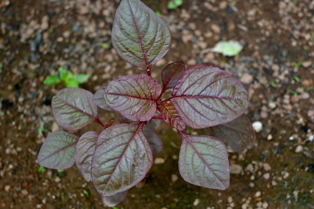 red spinach recipe, how to cook red spinach, red spinach leaves